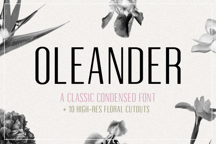Oleander Font Download