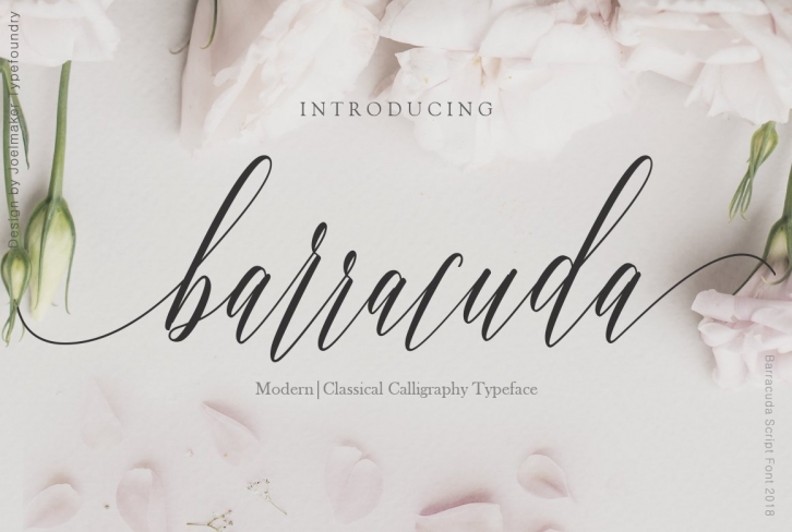 Barracuda Script Font Download