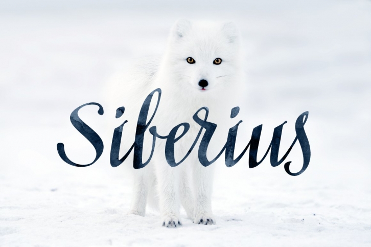 Siberius Clean Script Typeface Font Download