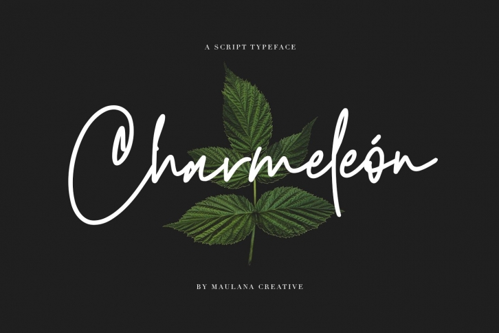 Charmeleon Script Typeface Font Download