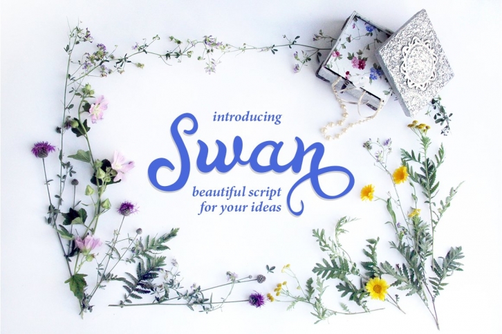 Swan Font Download