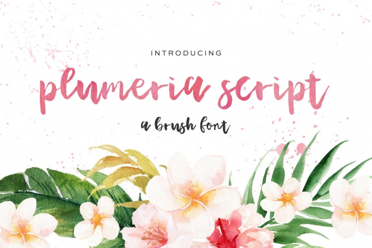 Plumeria Brush Script Font Download