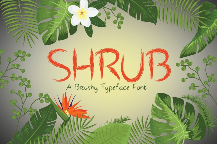 Shrub Brushy Font Download